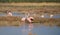 flamingos in their natural environment. A flock of flamingos in saltwater ponds with pumped seawater harbor pine pond