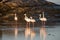 Flamingos in a tidal pool