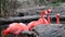 Flamingos, two different video shots in one file