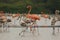 Flamingos in the Unare Lagoon Venezuela