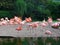 Flamingos on vacation near the lake