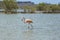 Flamingos - Views around the Caribbean Island of Curacao