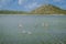 Flamingos Views around the Caribbean Island of Curacao, Flamingos at Jan Kok Salt Pan on the Caribbean Island of Curacao