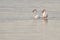 Flamingos in the Vlei