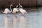 Flamingos in the Vlei