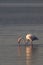 Flamingos in the Vlei