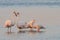 Flamingos in the Vlei