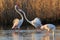 Flamingos in the Vlei