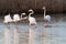 Flamingos in the Vlei