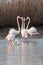 Flamingos in the Vlei