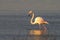 Flamingos in the Vlei