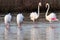 Flamingos in the Vlei