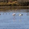 Flamingos wading in the  Odiel Marshes