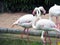 Flamingos walking outdoor in the zoo.