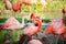 flamingos walking in water with green grasses background