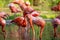flamingos walking in water with green grasses background