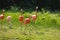 flamingos walking in water with green grasses background