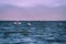 Flamingos at Walvis Bay, Namibia