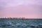 Flamingos at Walvis Bay, Namibia