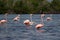 Flamingos in the water