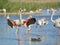 Flamingos in water in Camargue