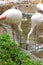 Flamingos in the water dipping their beaks