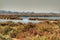 Flamingos in the wetlands of Santa Pola, Alicante