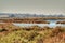 Flamingos in the wetlands of Santa Pola, Alicante