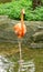 Flamingos white pink orange searching food in water