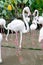 Flamingos in zoo