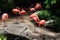 Flamingos at the Zoo, New Orleans, Louisiana