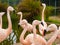 Flamingos in Zoo, San Francisco. Pacific ocean. California. USA