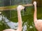 Flamingos in Zoo, San Francisco. Pacific ocean. California. USA