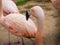 Flamingos in Zoo, San Francisco. Pacific ocean. California. USA