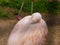 Flamingos in Zoo, San Francisco. Pacific ocean. California. USA