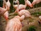 Flamingos in Zoo, San Francisco. Pacific ocean. California. USA