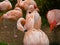 Flamingos in Zoo, San Francisco. Pacific ocean. California. USA