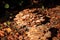 Flammula alnicola autumn mushroom growing on dead wood
