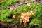 Flammulina velutipes autumn mushrooms growing on dead tree trunk