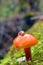 Flammulina velutipes, enokitake mushroom