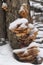 Flammulina velutipes mushrooms in winter