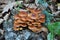 Flammulina velutipes winter fungi grow in the forest