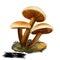 Flammulina velutipes, winter fungus or futu, velvet foot, stem or shank, seafood mushroom closeup digital art illustration.