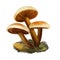 Flammulina velutipes, winter fungus or futu, velvet foot, stem or shank, seafood mushroom closeup digital art illustration.