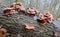 Flammulina velutipes winter mushrooms grow in nature