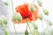 Flanders poppy flower, Papaver rhoeas and canary grass.