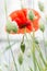 Flanders poppy flower, Papaver rhoeas and canary grass. Vertical.
