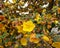 Flannel Bush Fremontodendreon aka California Glory