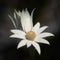 Flannel Flower Actinotus helianthi