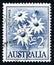 Flannel Flower Australian Postage Stamp
